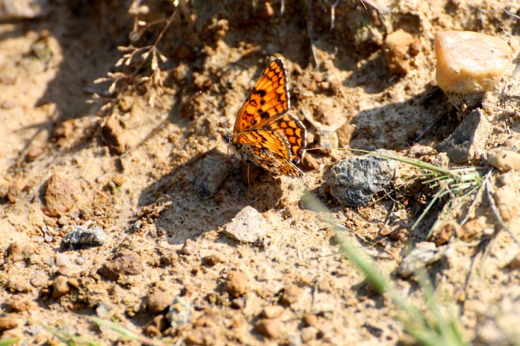 Questa  la Melitaea phoebe senza le macchie?